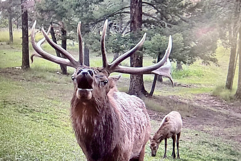 Elk Springerville Elk Springs Ranch - Harrigan Land Company