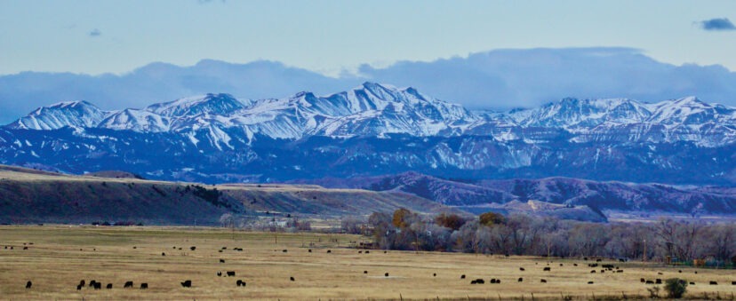 Tight Cattle Supply, High Beef Prices, and Drought Pressures Are Driving Demand for Western Ranches